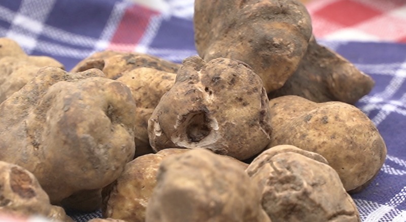 Mostra Mercato Tartufo bianco San Miniato