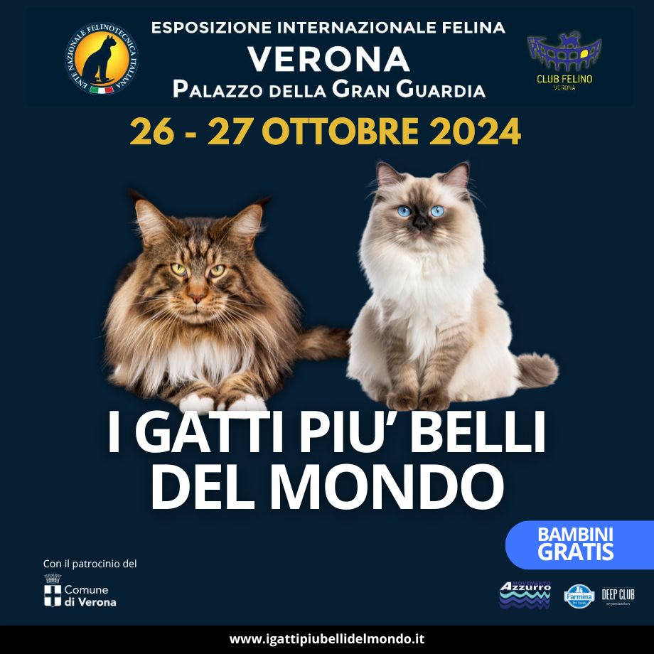 I gatti più belli del mondo